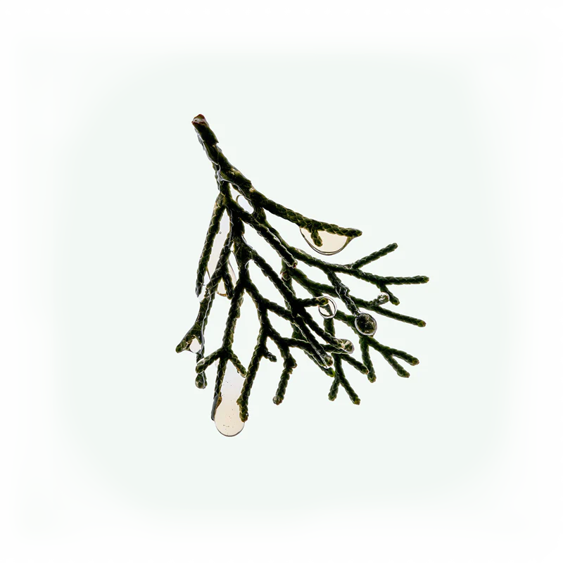 Deodorant Spray Cedar Flora