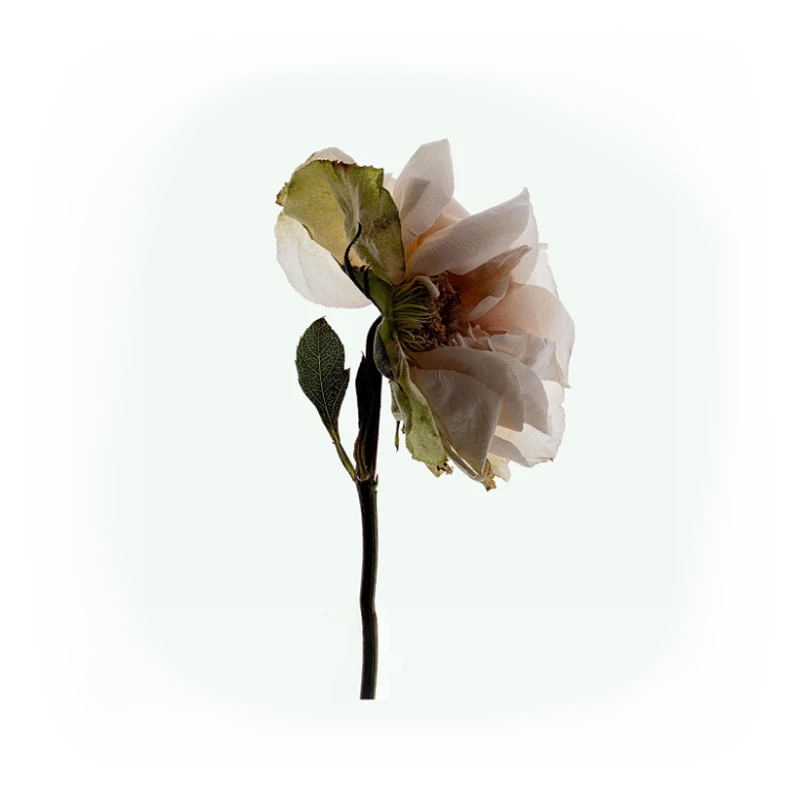 Deodorant Spray Third Rose