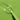 Green lak Petit Pois