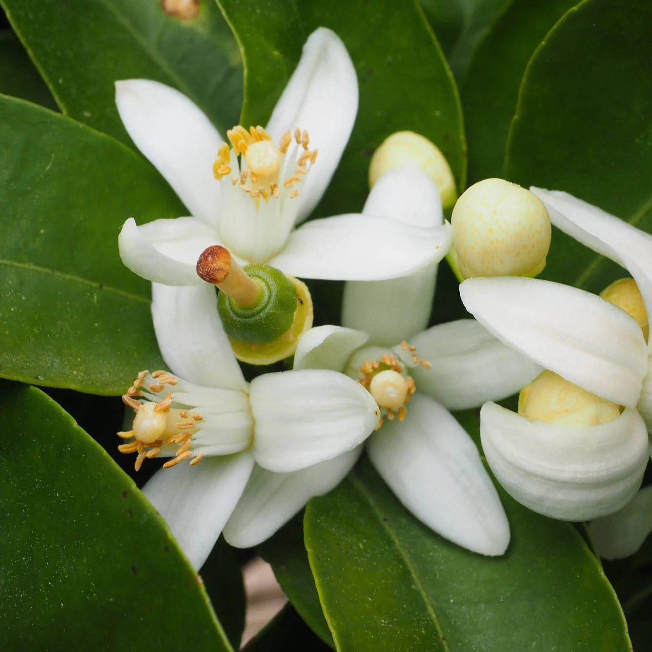 Deodorant Stick Neroli