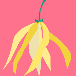 Ylang Ylang esenciální olej