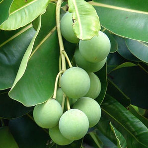 Facial Healing Elixir Tamanu Oil